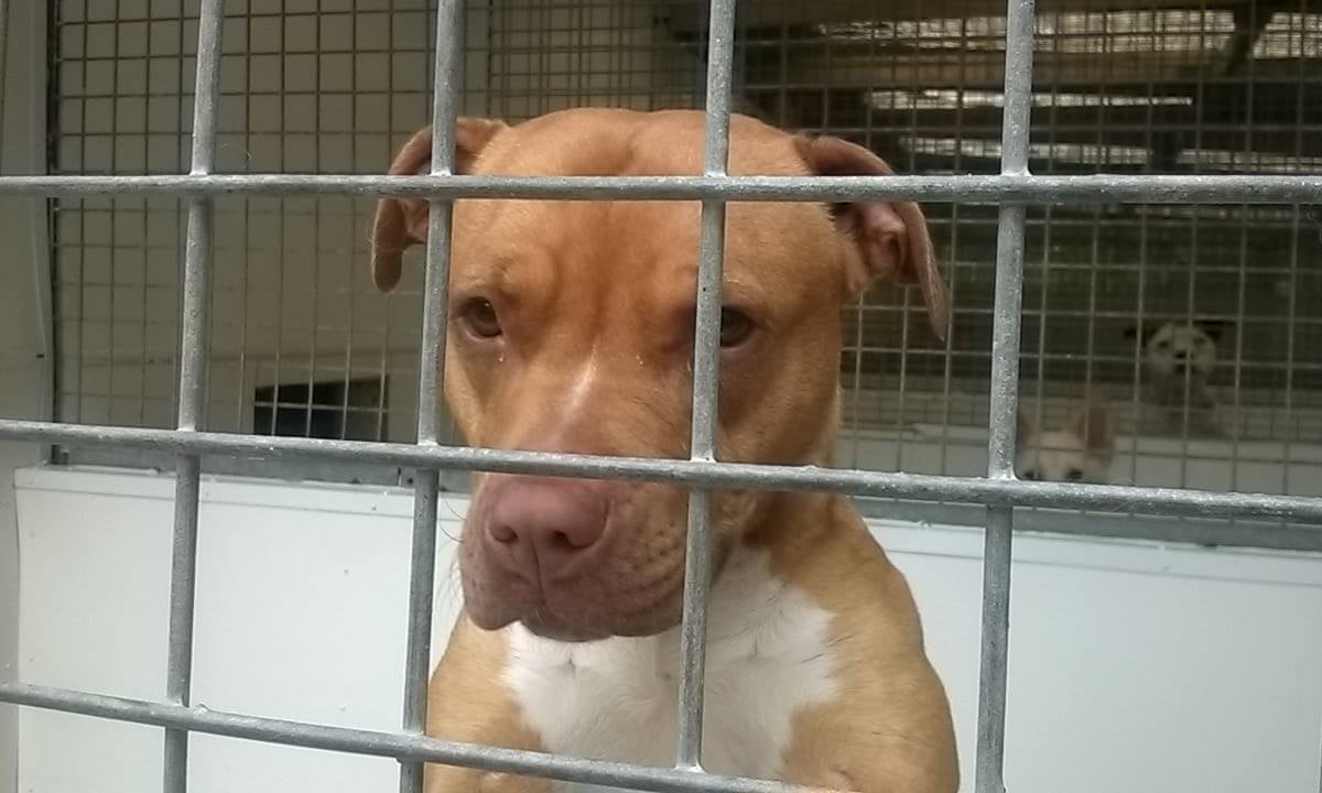 police in devon kept dog in cage for