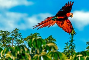 Corrientes province, ArgentinaA red macaw one of five that were released into the Ibera National Park, near Ituzaingo as part of a project to reintroduce native species - The red macaw has been extinct in the province for the last 100 years.