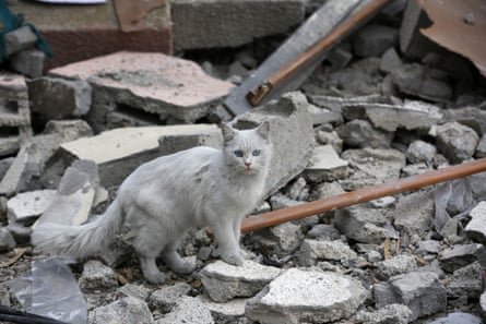 A cat among the rubble of collapsed buildings caused by Israeli attacks in Gaza City.
