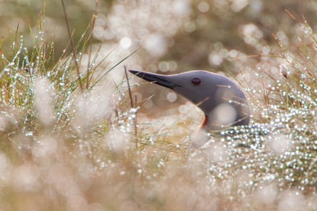 A red-throated diver sits on a nest amidst the dew-covered vegetation.