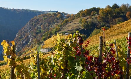A vineyard in the Rhine valley.