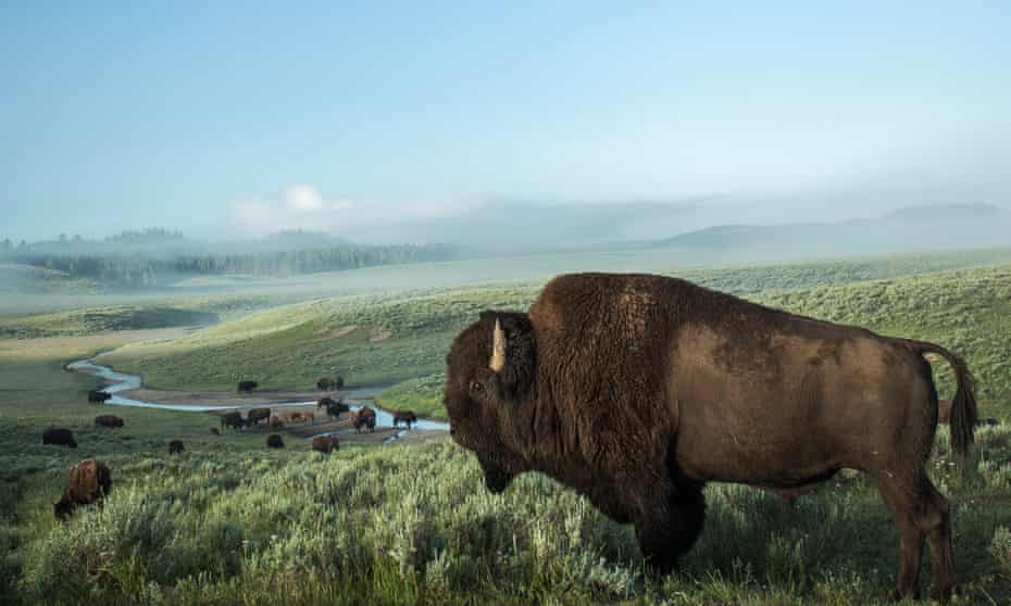 Yellowstone national park, and its bison, are under the stewardship of the public servants of the National Park Service.