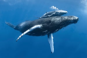 Male humpback whale calf with injured pectoral fin and scarred body, with its mother, near Vava’u, Tonga, Pacific Ocean