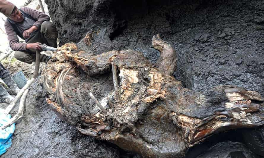 Scientists say these woolly rhino remains will be taken to a laboratory for radiocarbon investigation next year