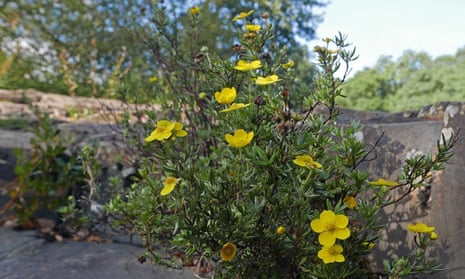 Country diary: shrubby cinquefoil is an epitome of wildness ...