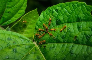 A group of weaver ants attack a slender ant in a forested area near Tehatta, West Bengal, India