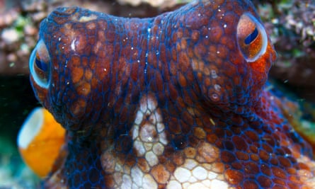 The Coral Reefs episode shows how an octopus and a grouper work together to catch prey.