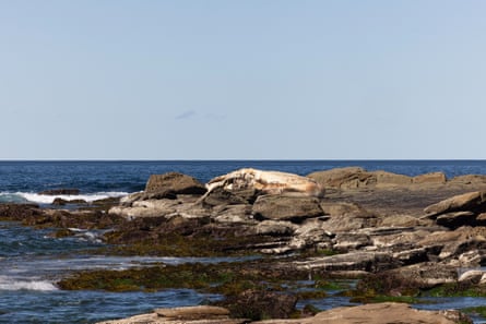 The dead whale on the rock shelf