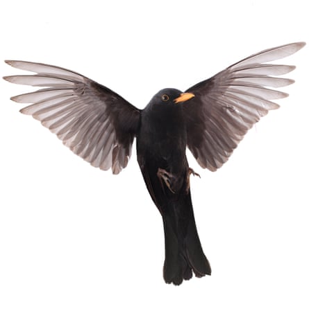A blackbird in flight.