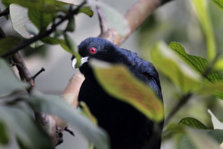 A red-eyed koel looks astatine  the camera from down  a leaf