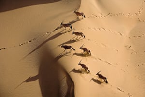 Gemsbok on the Skeleton Coast in Namibia