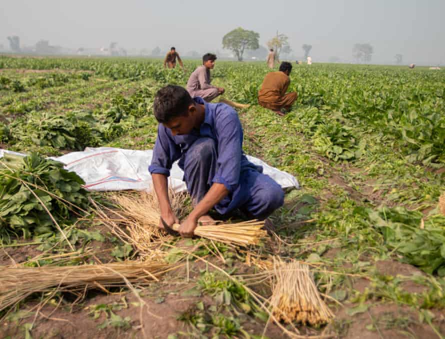Farmers working on the field where Ravi River city will be built