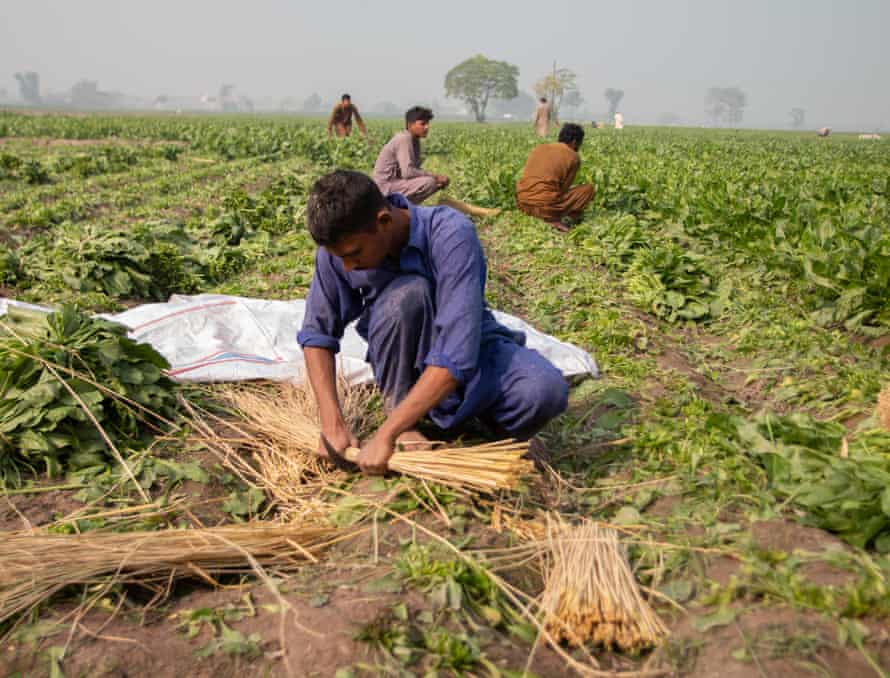 Farmers working on the field where Ravi River city will be built