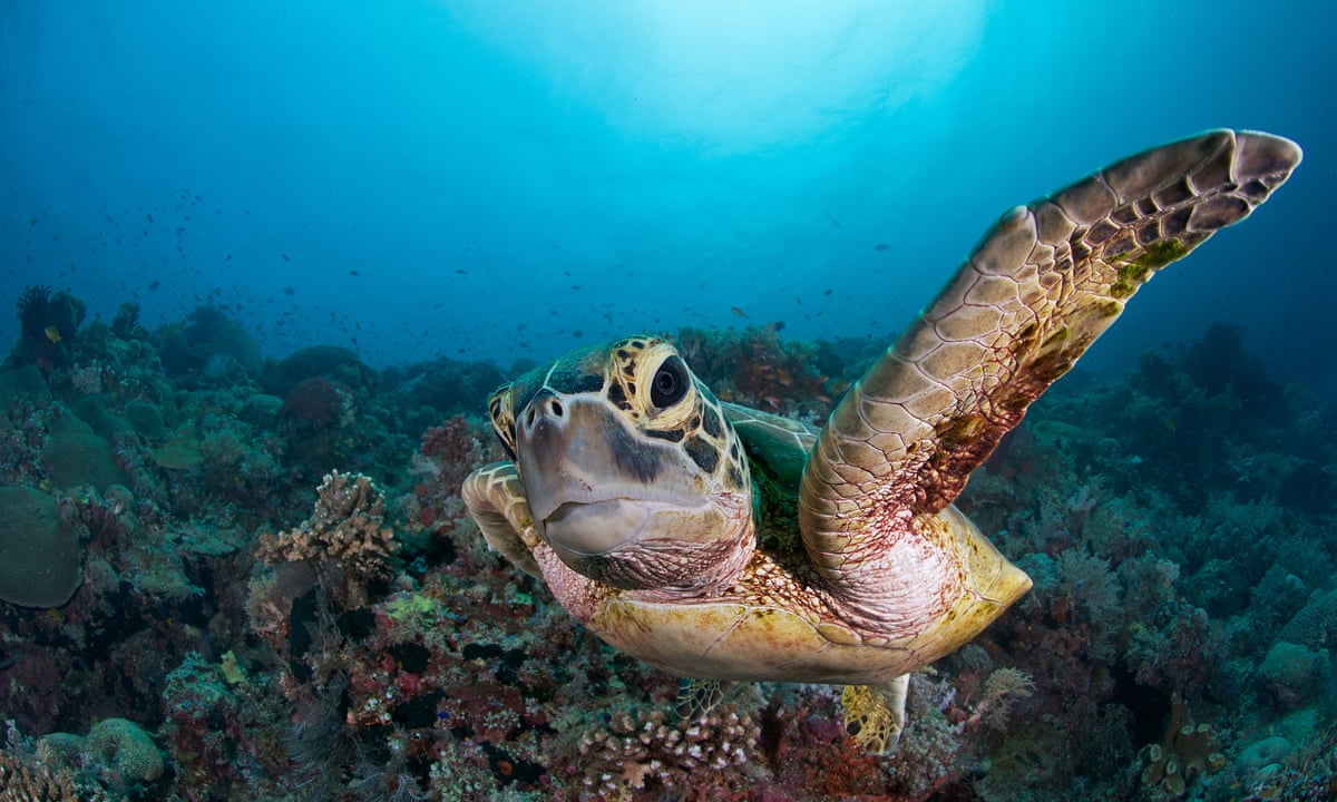 The Blue Planet effect: why marine biology courses are booming |  Postgraduates | The Guardian