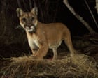 California’s mountain lion population now protected by state’s Endangered Species Act