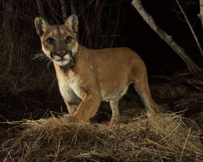 Mountain lions gain protection under California’s Endangered Species Act