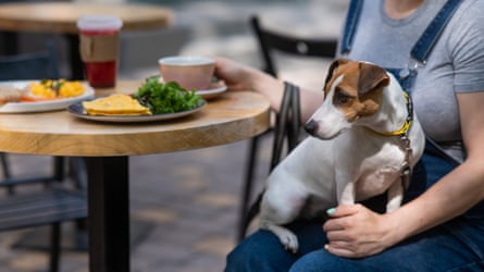 Jack Russell sitting on the owner’s lap in a cafe