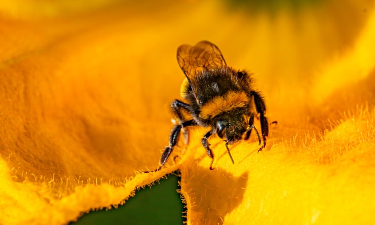 UK to ban bee-killing pesticides but highly toxic type could still be allowed UK to ban bee-killing pesticides but highly toxic type could still be allowed