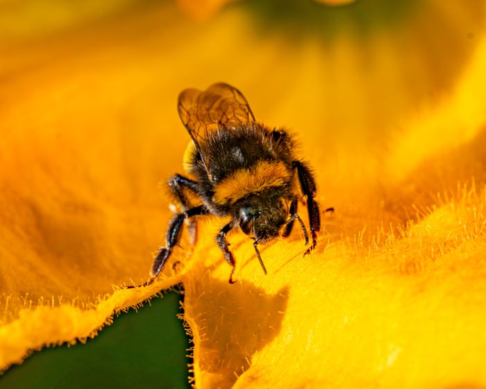 Defra breached law when it let farmers use bee-killing pesticide, watchdog says