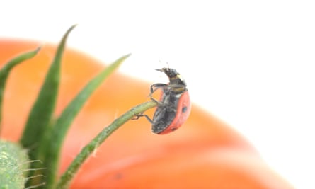 A ladybird on a tomato plant.