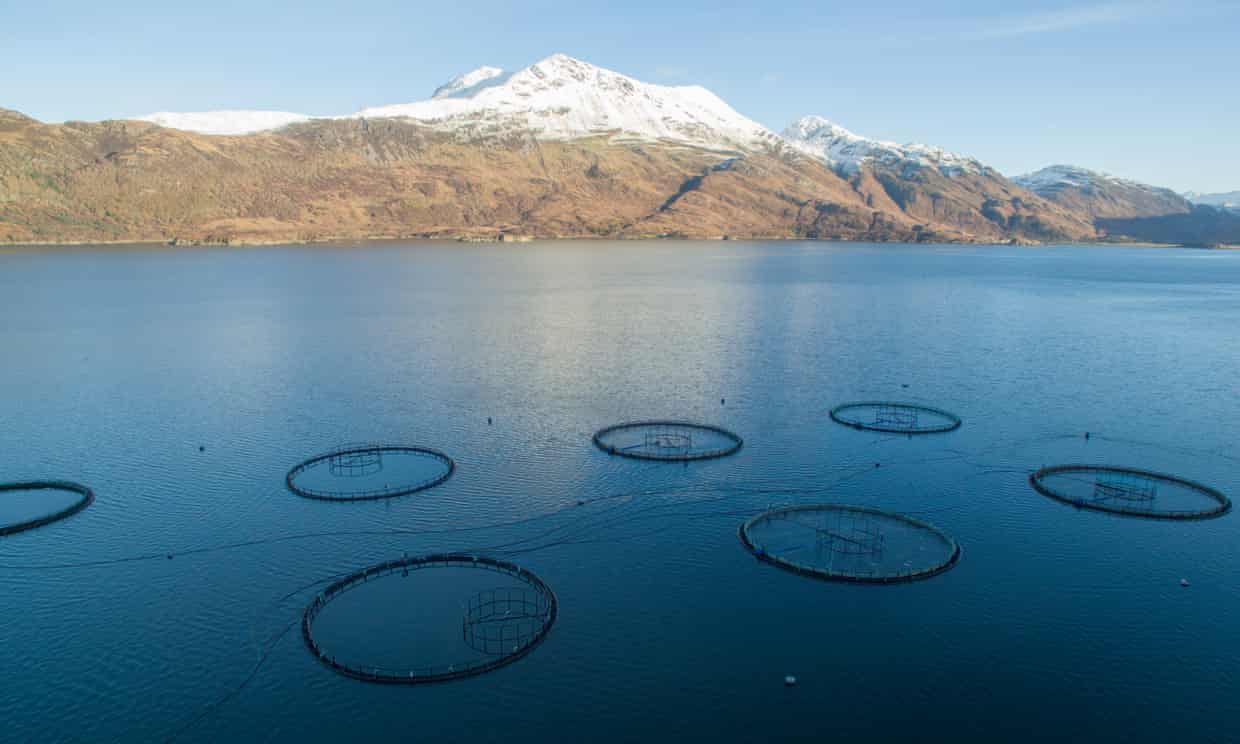A salmon farm in Scotland run by Marine Harvest, one of the largest seafood companies in the world.