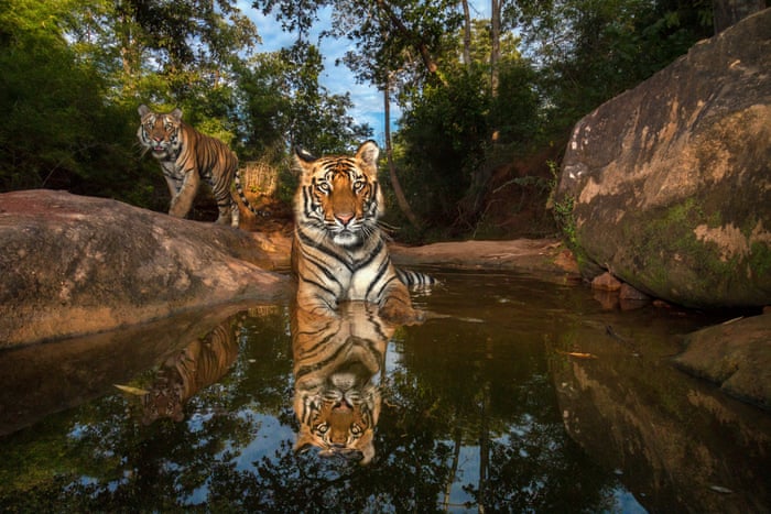 Eye on the Tiger: the world's largest ever exhibition of tiger photography – in pictures | Environment | The Guardian
