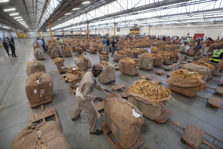 Tobacco Sales Floor in Harare, Zimbabwe, 07 April 2021