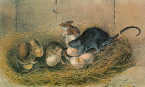 A lithograph of rats raiding a bird nest