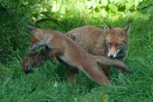 As warm, dry weather continues fox cubs enjoy exploring a garden in Clapham, south London, closely watched by both their parents. The parents are also feeding and grooming the cubs, and teaching them how to chase and pounce