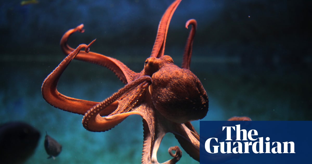 ‘The finger-touch sent shivers down my spine’: my encounter with a common octopus | Marine life