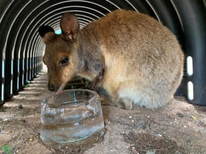 A black-footed rock wallaby licks a bowl of ice at Adelaide zoo