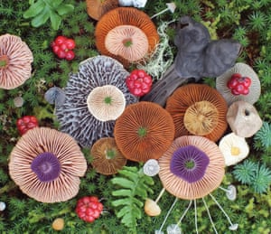 Vibrant Mushroom Arrangements in the Salish Sea, between British Columbia and Washington State as photographed by Jill Bliss.