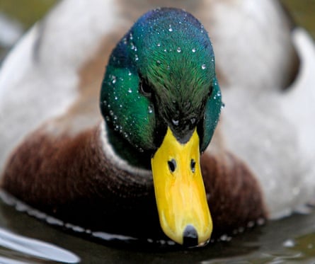 Close-up of a mallard's yellow beach and blue green face