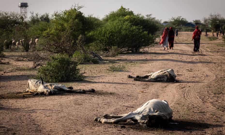 People walk along a track past dead cows in a desert dotted with thorn trees