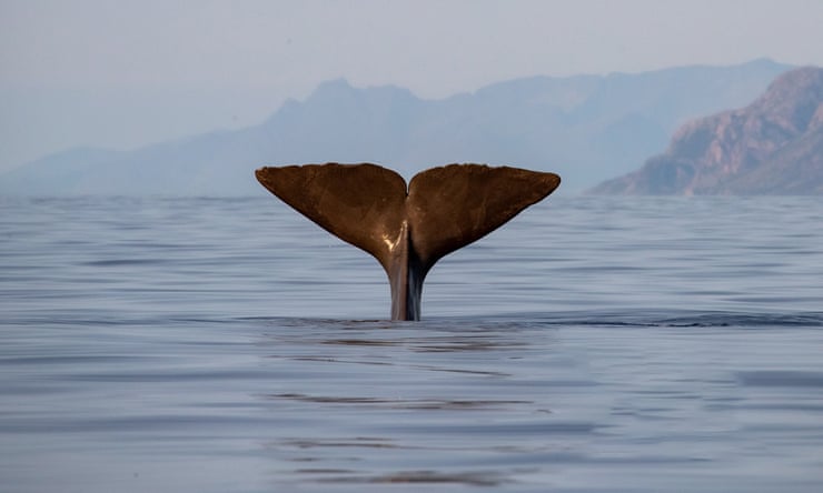 ‘It’s nonstop’: how noise pollution threatens the return of Norway’s whales ‘It’s nonstop’: how noise pollution threatens the return of Norway’s whales