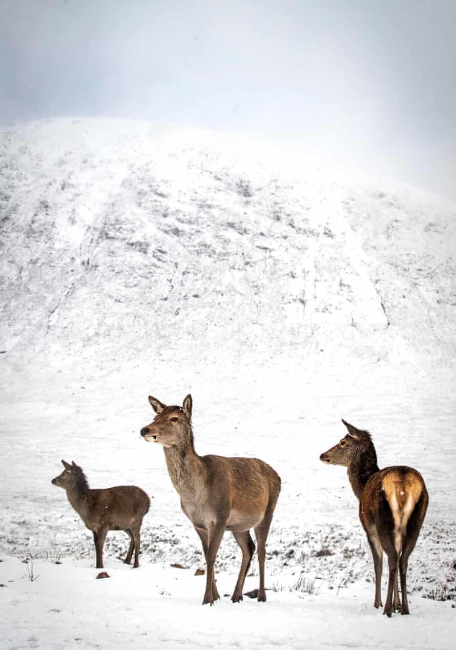 Red deer in the snow alongside the A82 in Glencoe, Scotland.