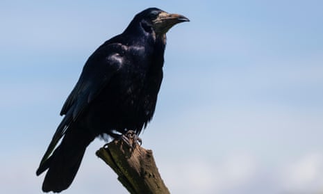 Where are the rooks?—reader's letter
