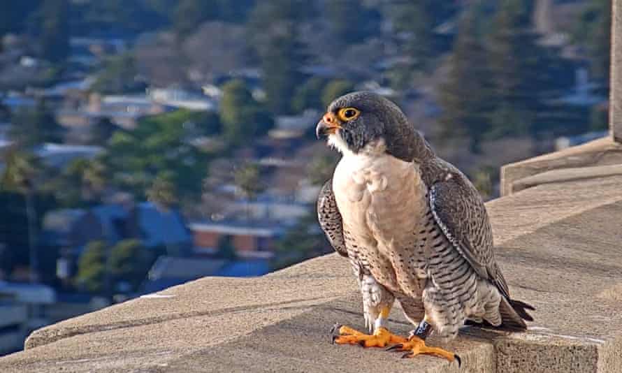 Grinnell surveys his kingdom.
