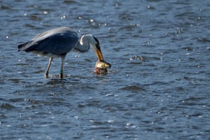 Praga, República ChecaA garça cinzenta fica no rio Vltava com um peixe no bico durante o dia ensolarado