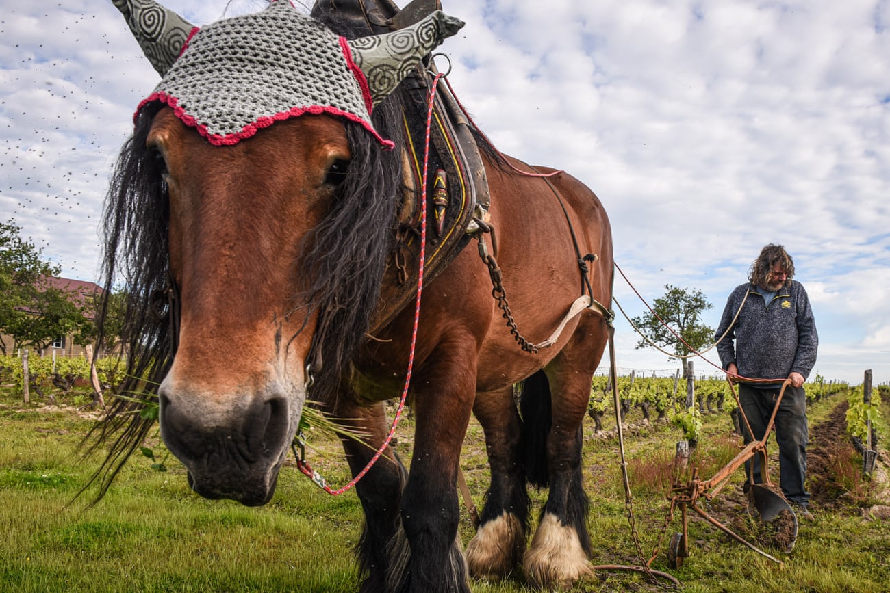 A horse weeding the vines in Tours, France