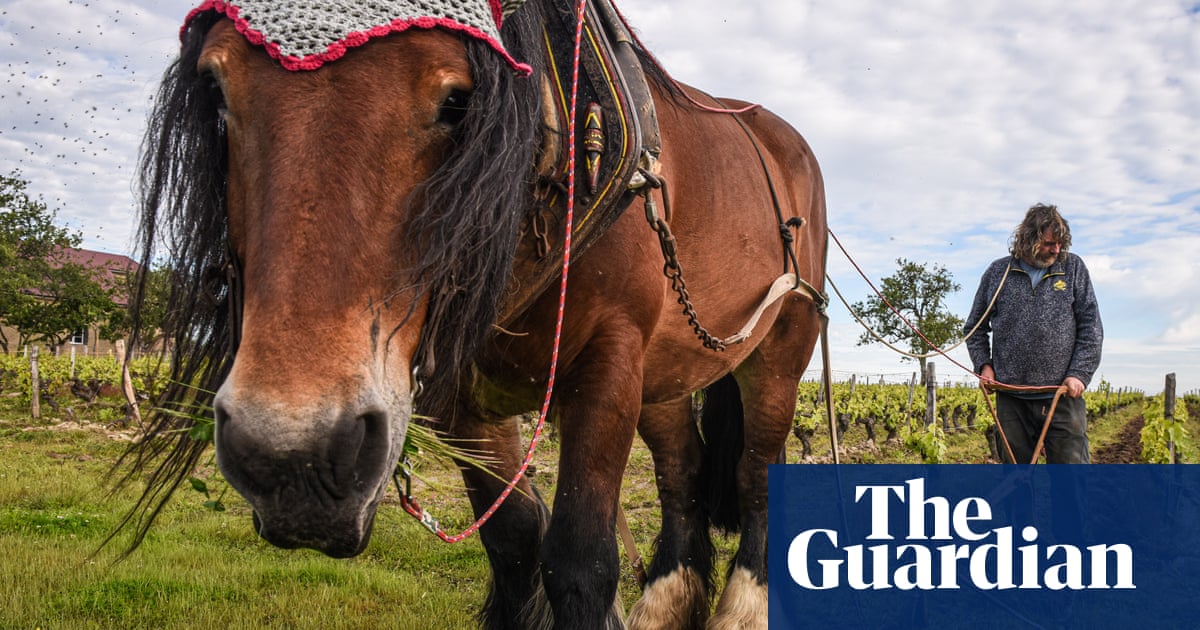 Draught wines: French vineyards rediscover the power of horses