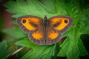 A gatekeeper butterfly