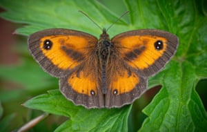 Gatekeeper in South Somerset