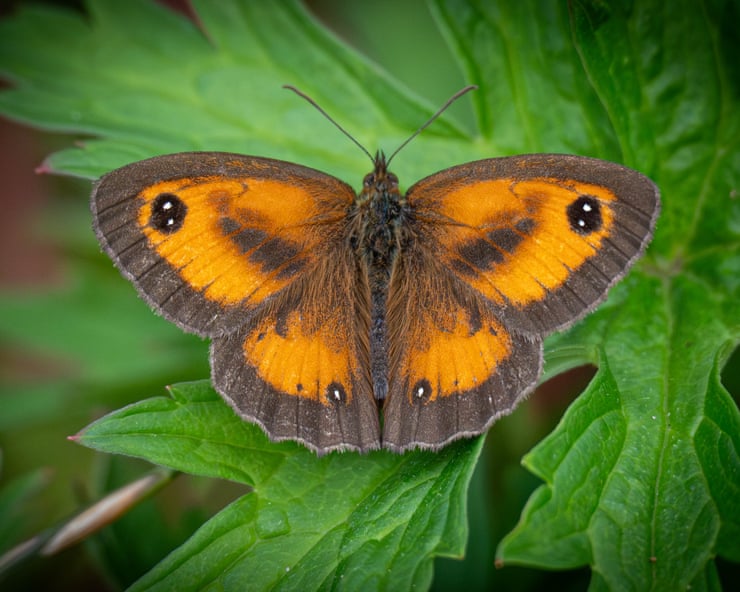 Air pollution filters help scientists produce first UK wildlife survey using eDNA Air pollution filters help scientists produce first UK wildlife survey using eDNA