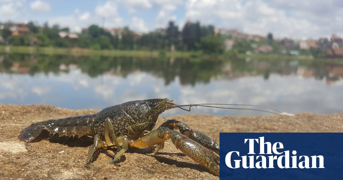 ‘We started eating them’: what do you do with an invasive army of crayfish clones?