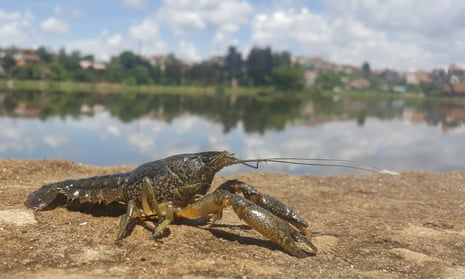 A marbled crayfish on sand by open water