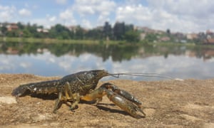 The marbled crayfish threatens to crowd out seven native species in Madagascar. 