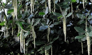 Top ten de los arbustos para el invierno 4 Garrya elliptica ‘James Roof’