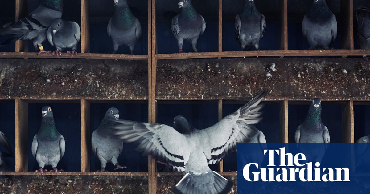 Drugs, smuggling and abductions: inside the fast and furious world of pigeon racing in Taiwan