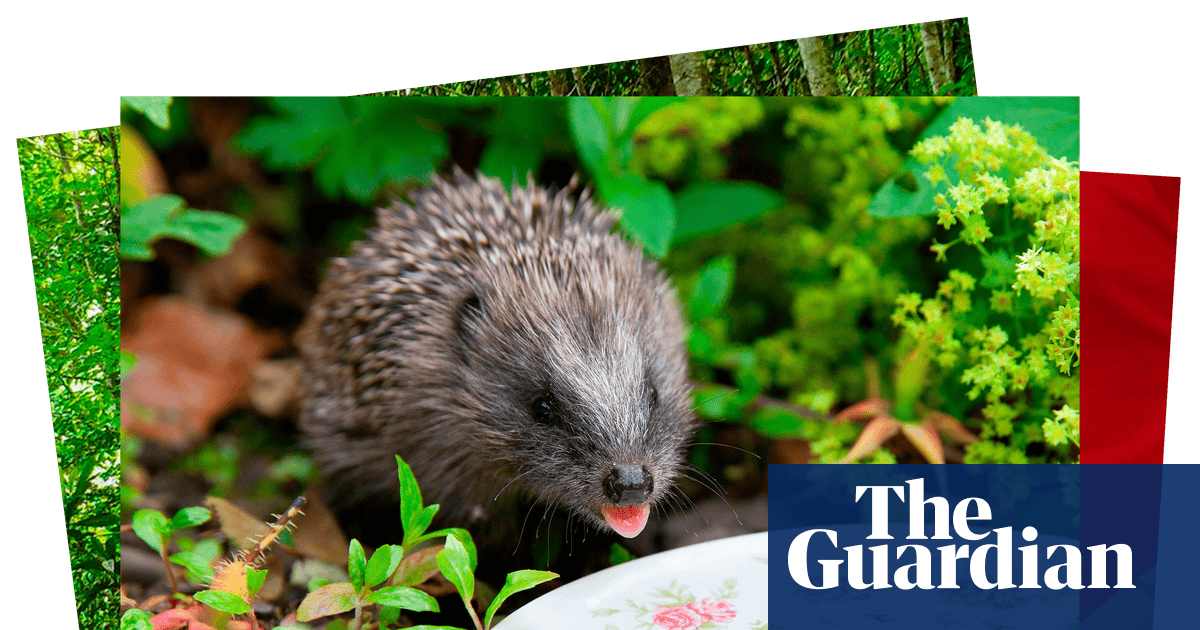 Week in wildlife: a hedgehog's afternoon tea, royal cygnets and a snarling wolf